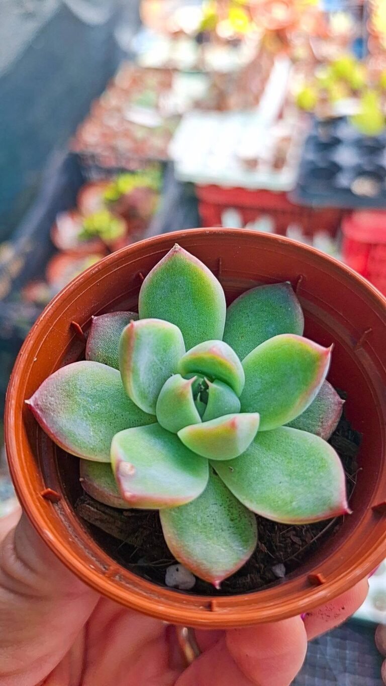 Echeveria Alba Beauty