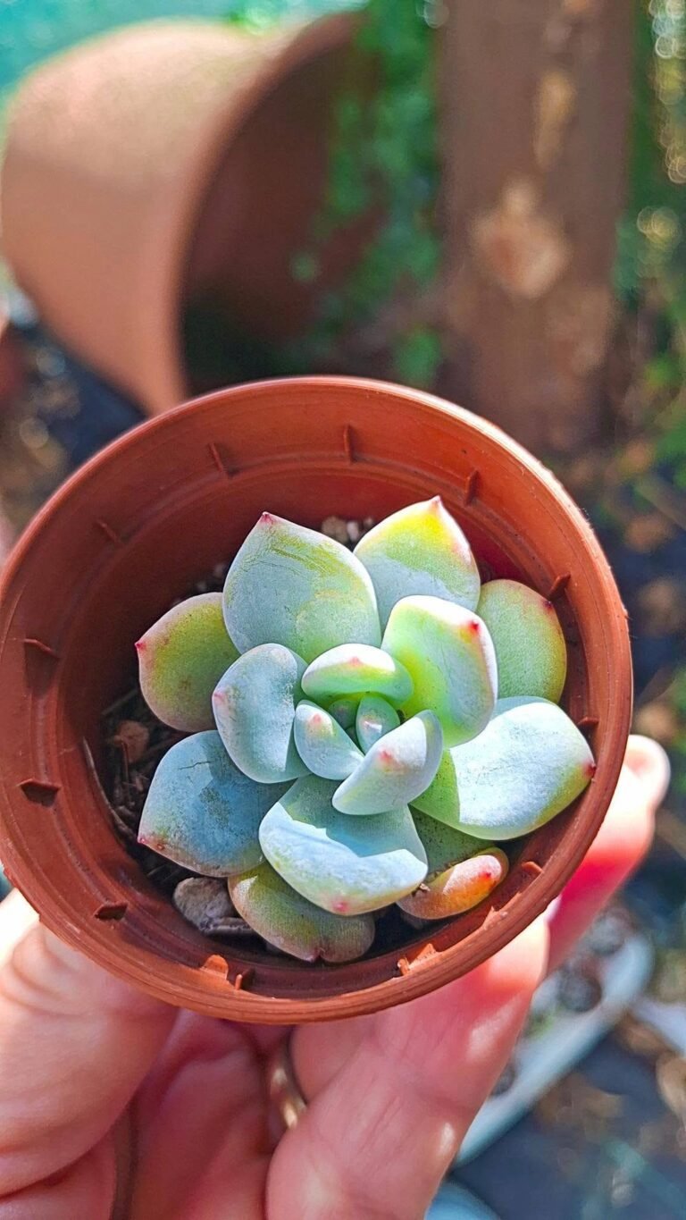 Echeveria star orange