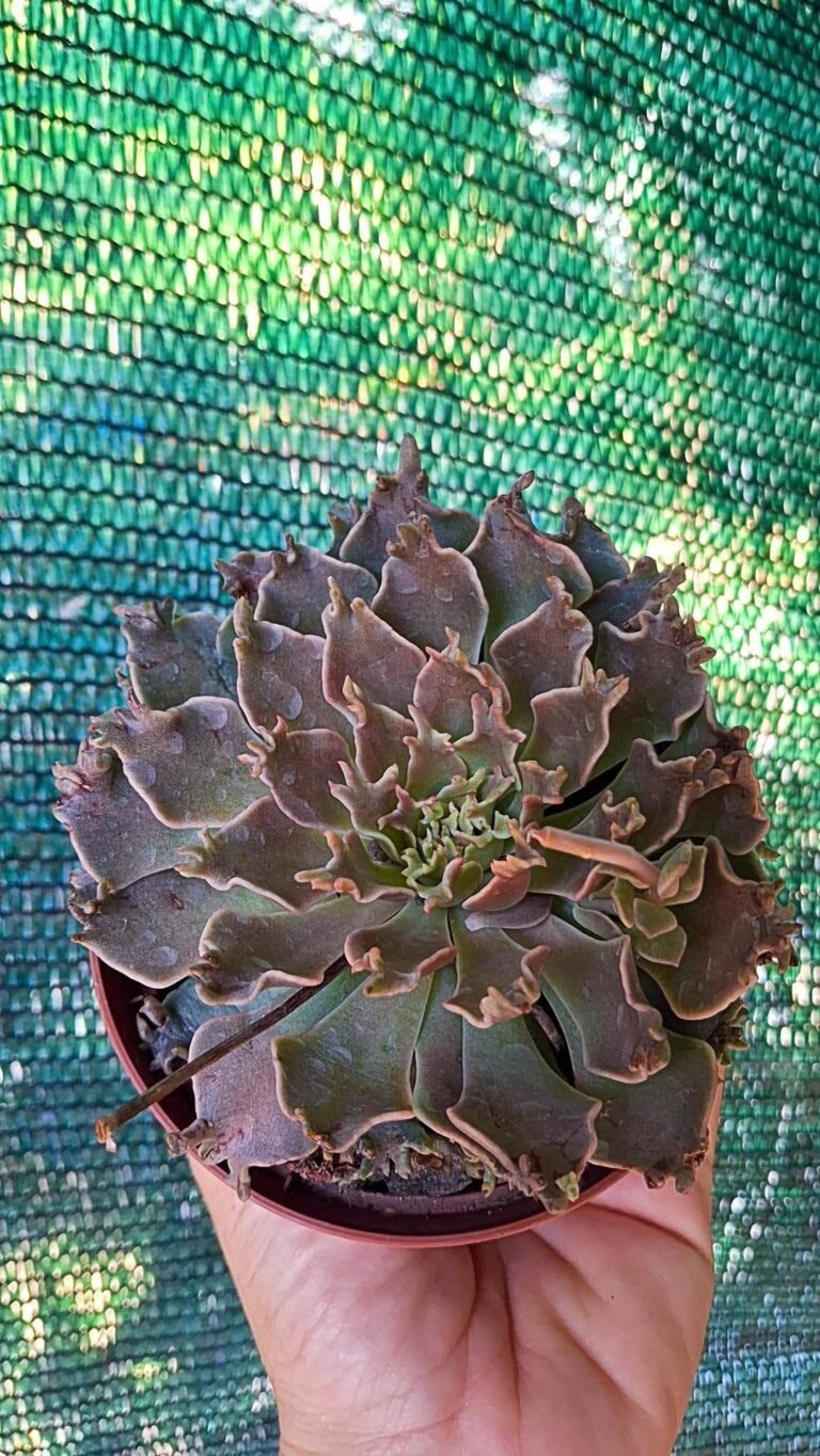 Graptoveria Starfire