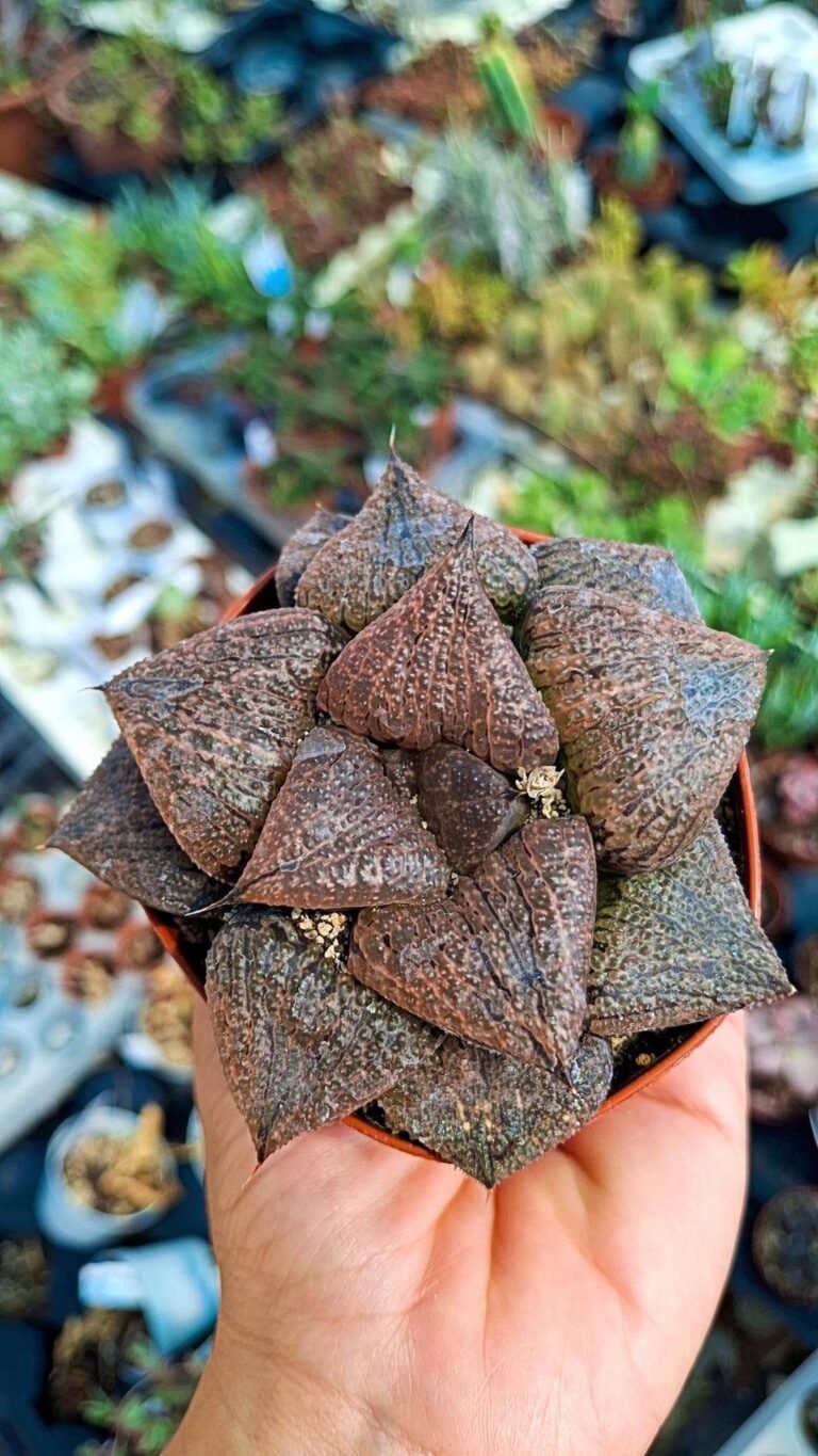 Haworthia Splendens rose