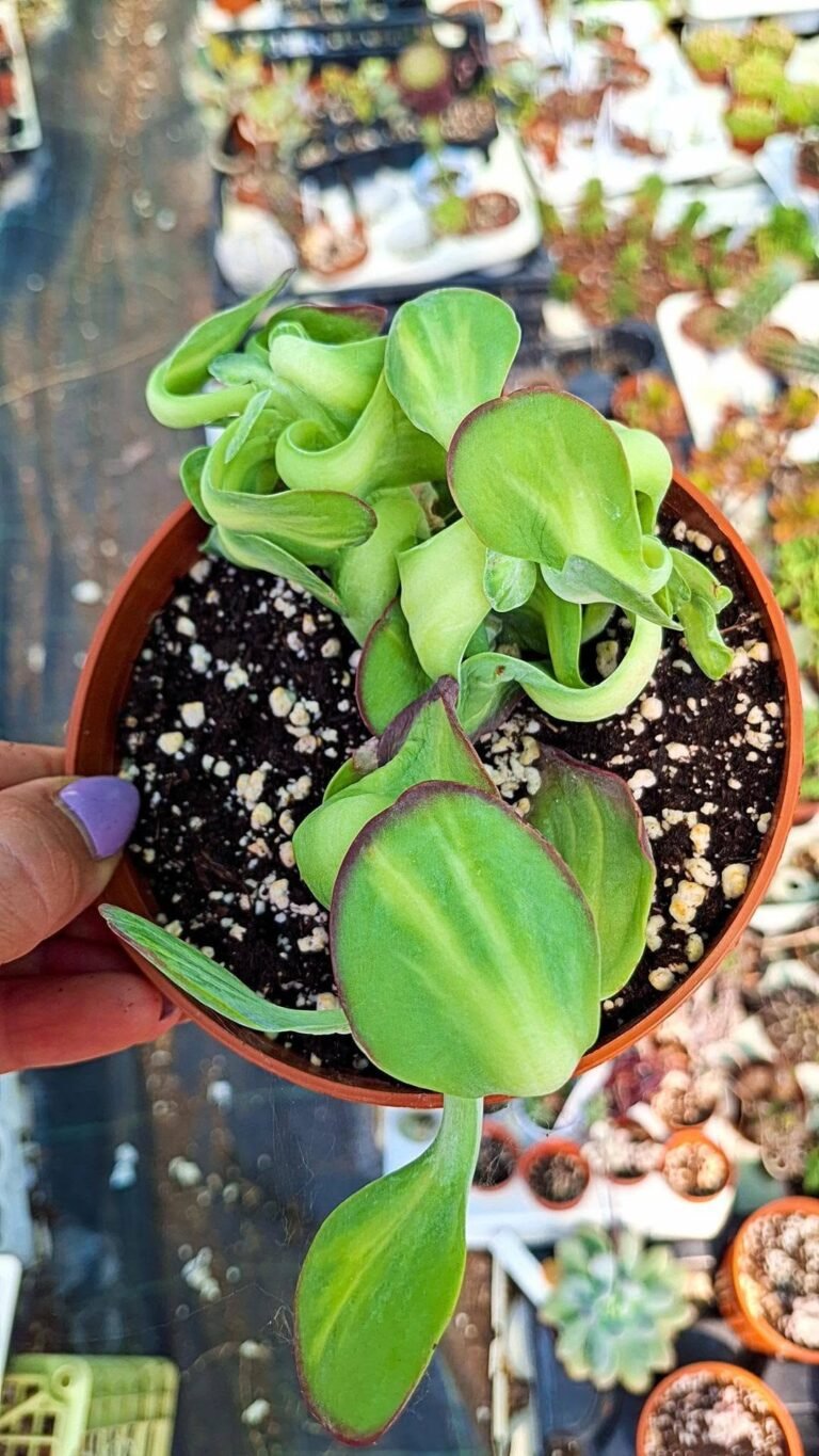 Kalanchoe Tetraphylla crestata Variegata korean