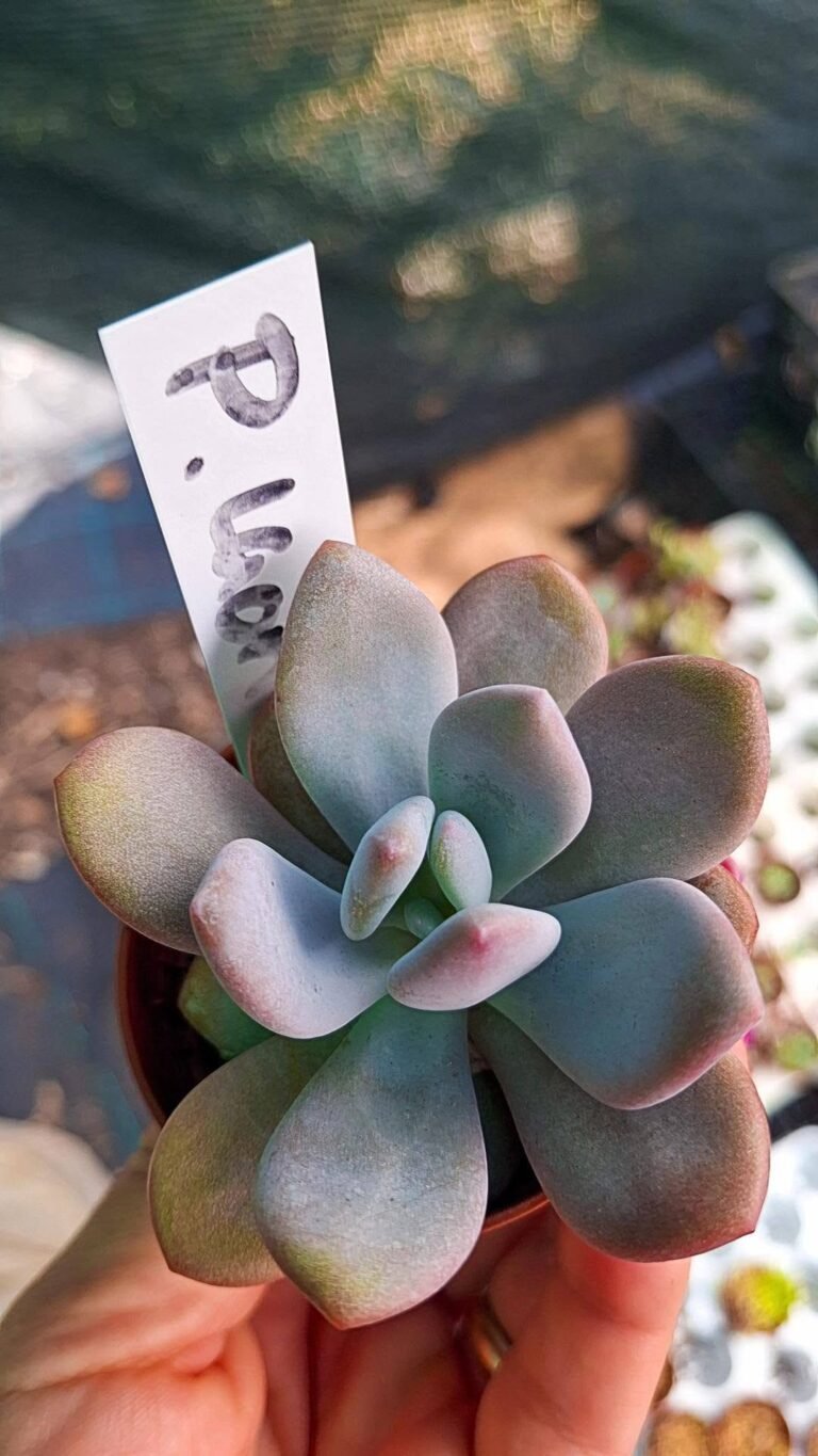 Pachyveria Laon korean