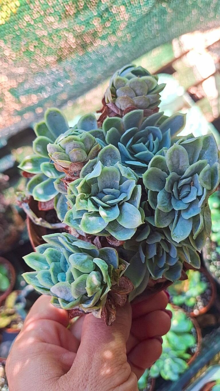 Echeveria elegans mostruosa