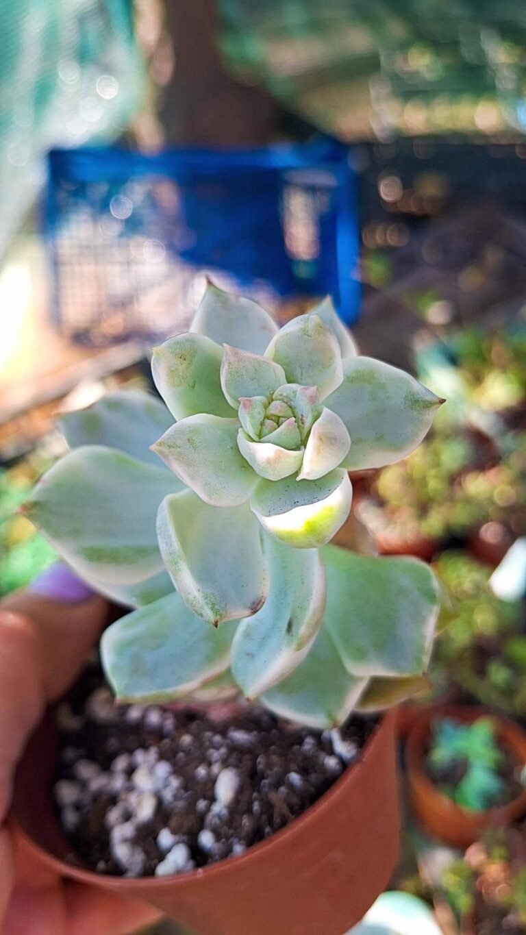 Echeveria White peony Variegata korean