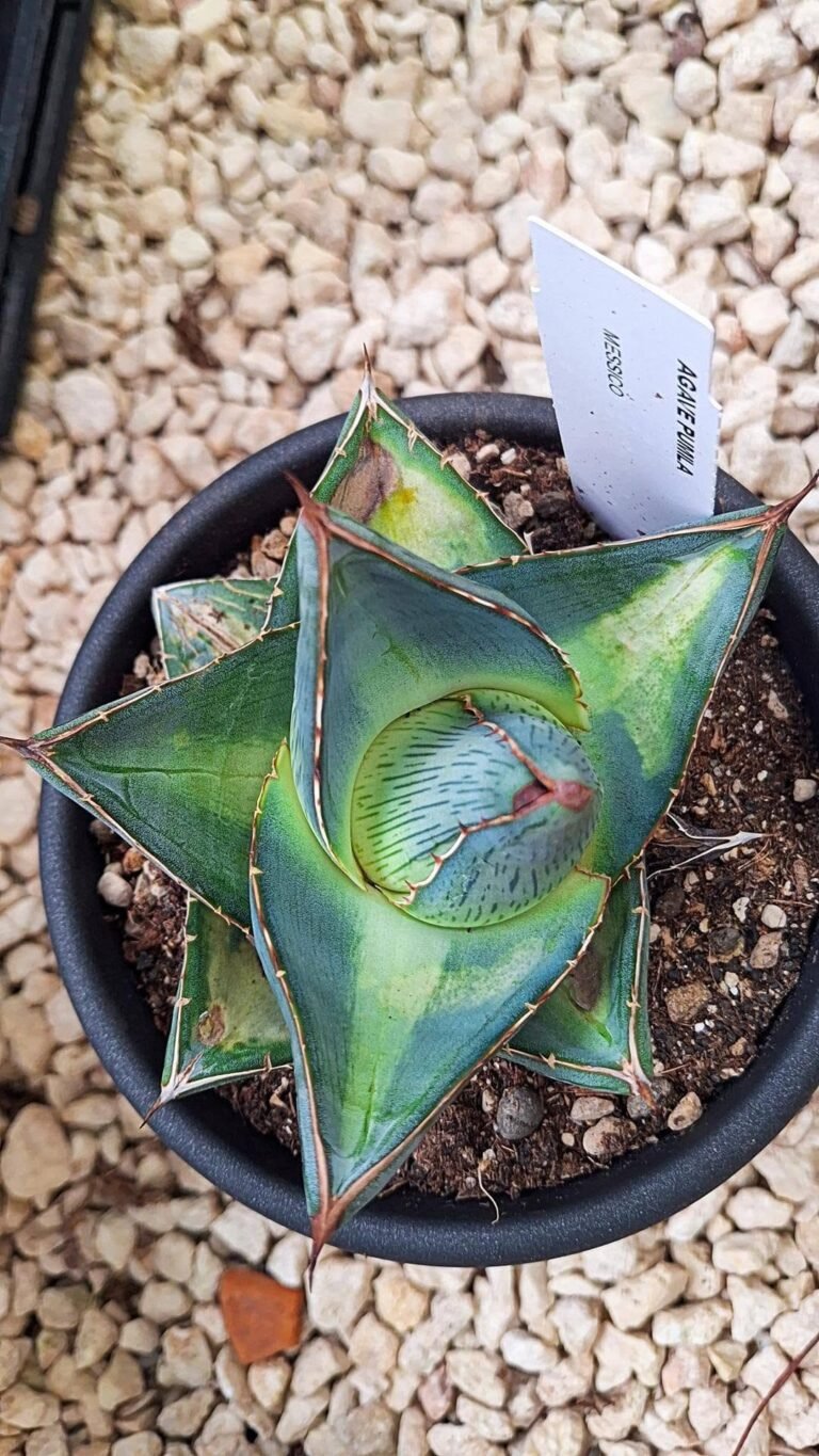 Agave Pumila big