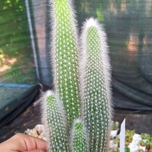 Cleistocactus Strausii