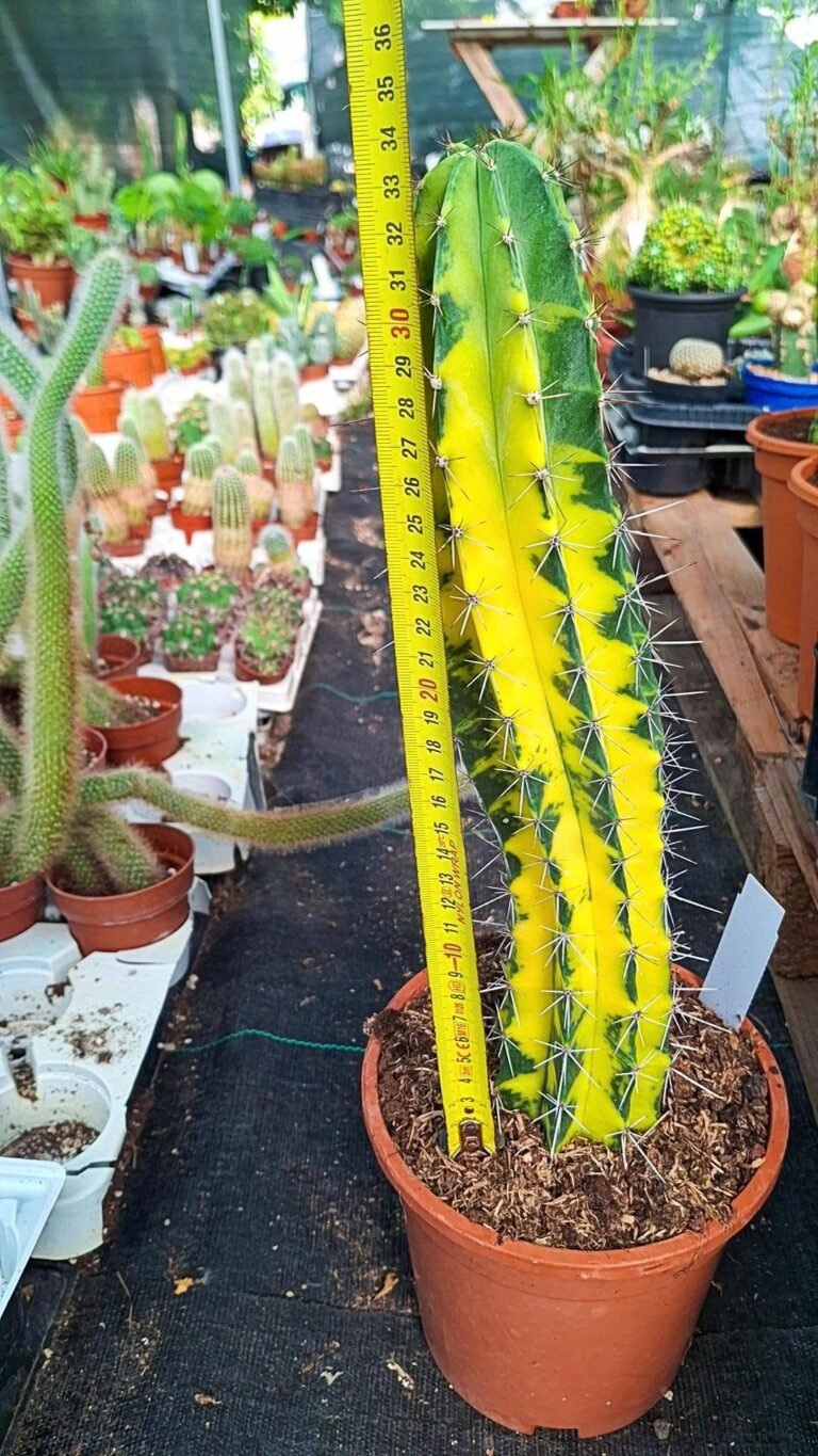 stenocereus stellatus Variegata