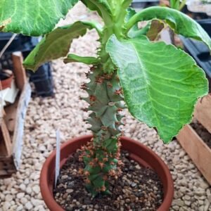 Monadenium Spectabile Big