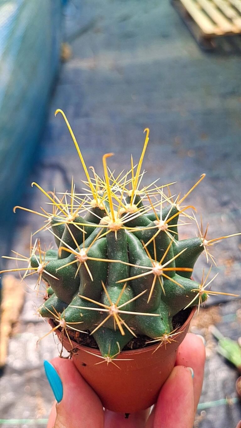 Hamatocactus Hamatacanthus v. Flavispinus