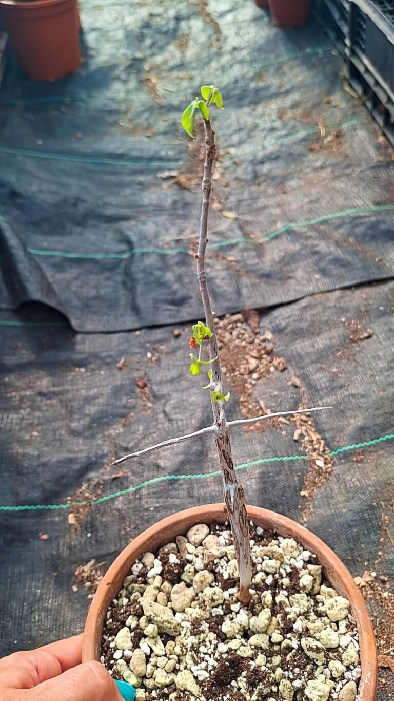 Commiphora pteleifolia