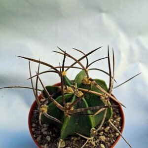 Astrophytum capricorne buffalo spina nera