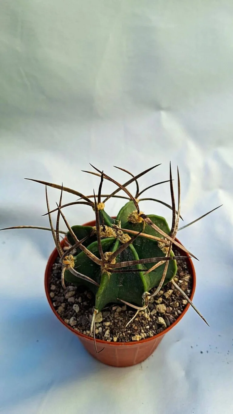 Astrophytum capricorne buffalo spina nera