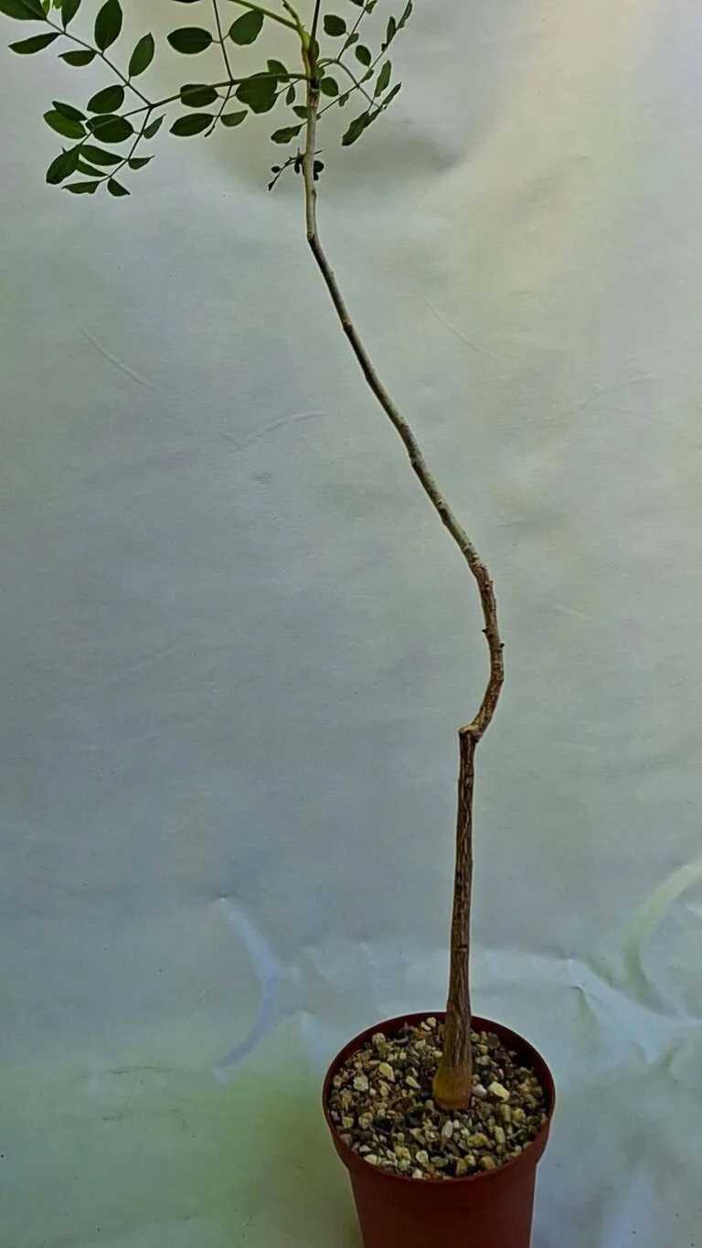 Moringa hildebrandtii