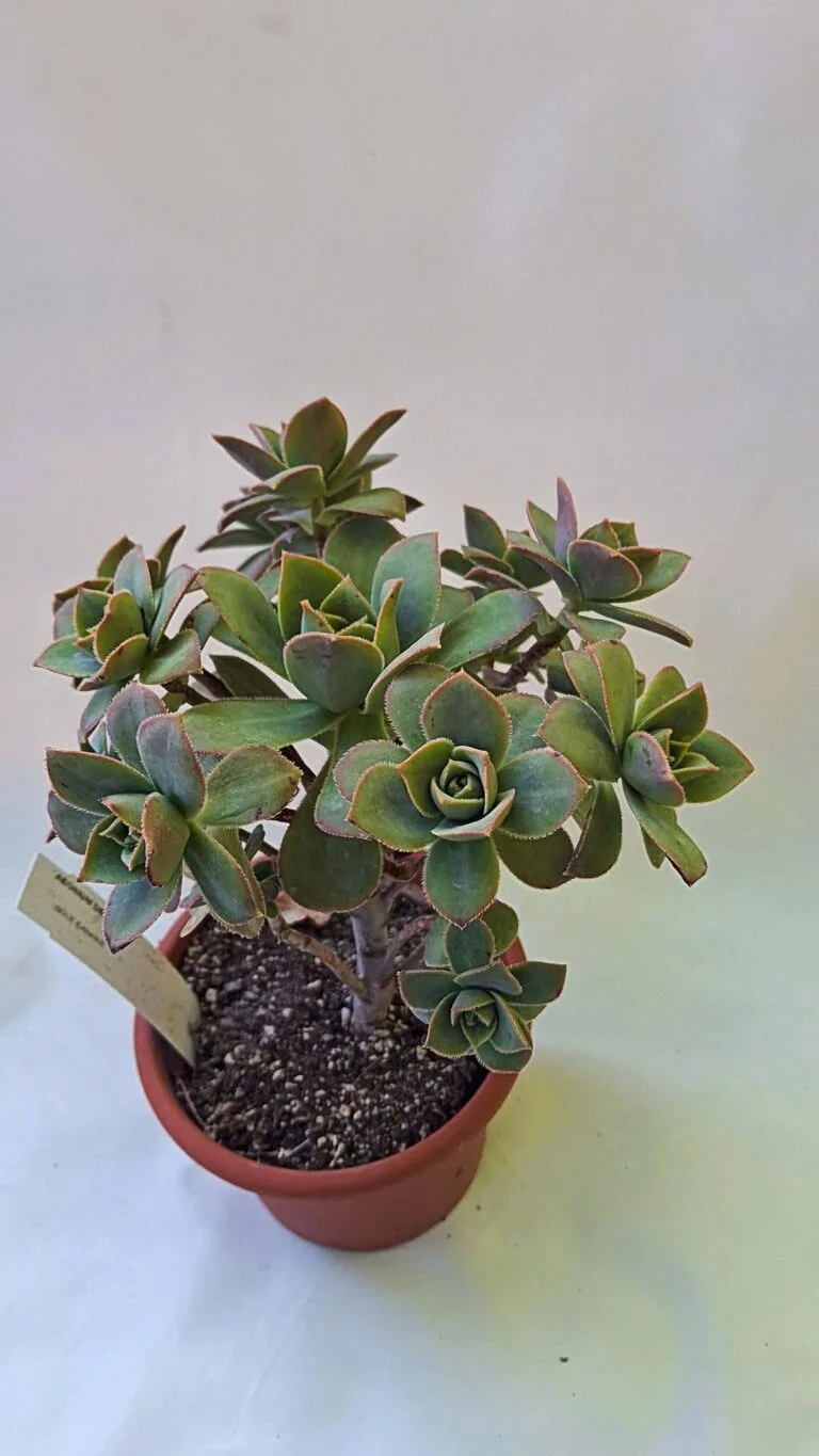 Aeonium decorum