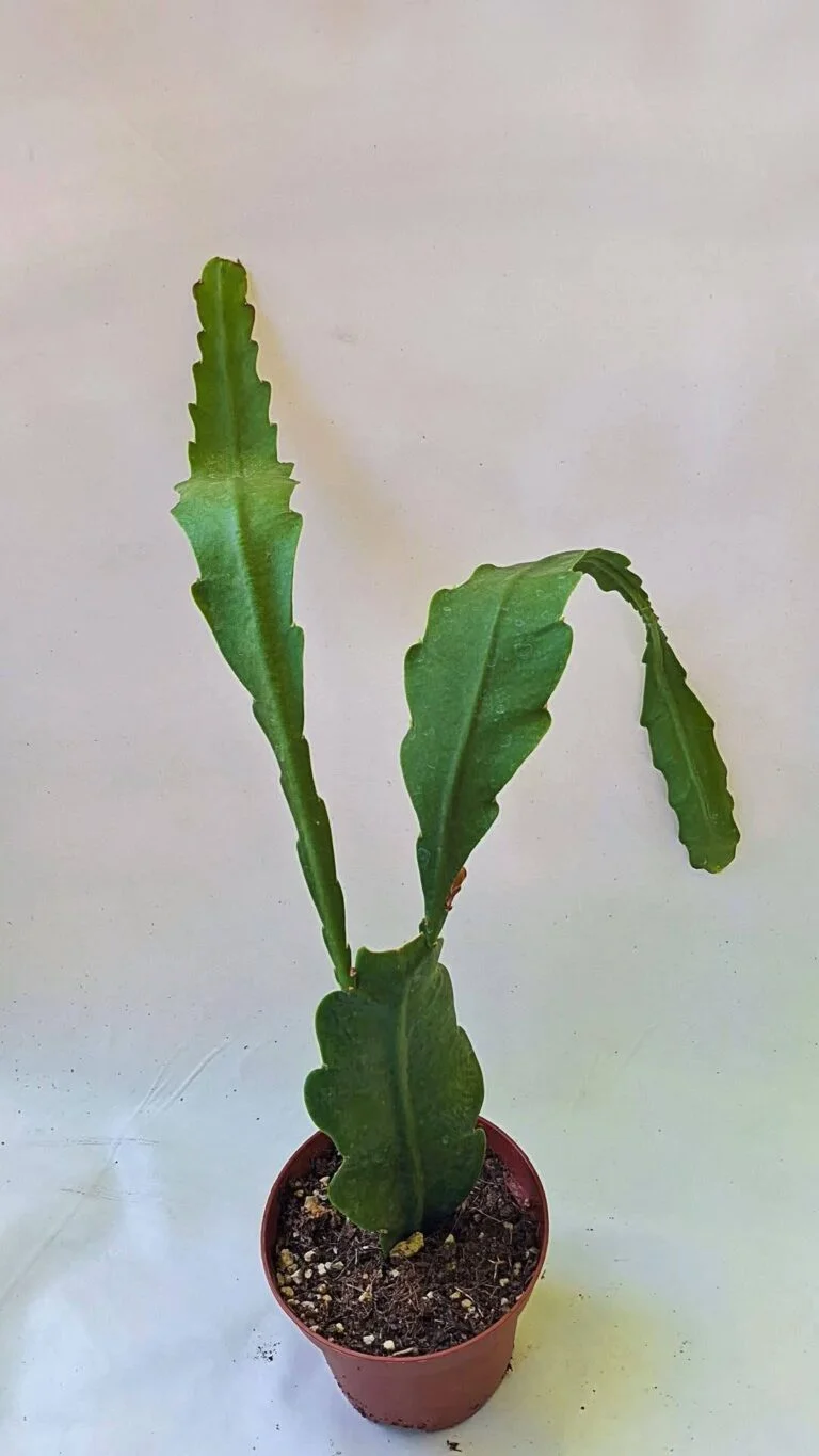 Epiphyllum hybrid lipstick